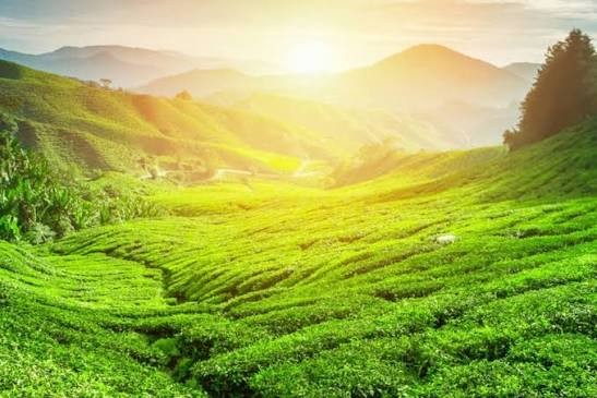 Coorg Tour Packages – Discover the Beauty of Karnataka’s Coffee Paradise - Image 2