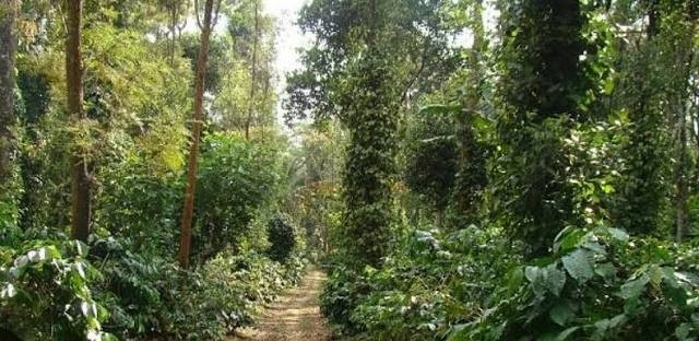 Coorg Tour Packages – Discover the Beauty of Karnataka’s Coffee Paradise - Image 4