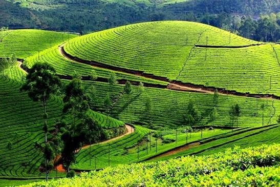 Munnar Tour Packages – Explore the Misty Hills and Green Paradise of Kerala - Image 2