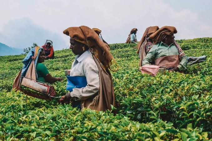 Munnar Tour Packages – Explore the Misty Hills and Green Paradise of Kerala - Image 3