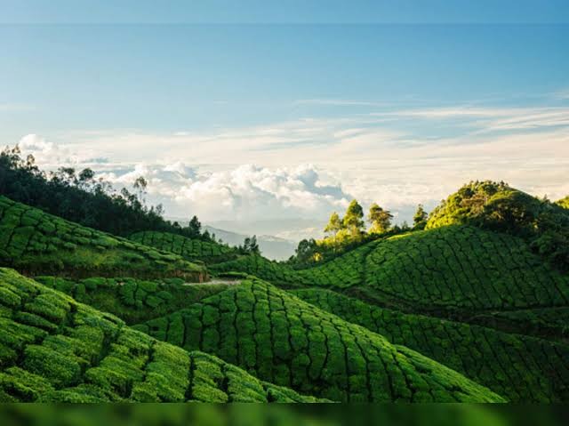 Munnar Tour Packages – Explore the Misty Hills and Green Paradise of Kerala - Image 4
