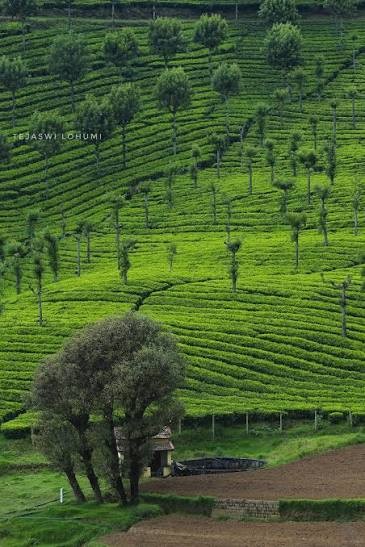 Ooty Tour Packages – Explore the Beauty of the Queen of Hills