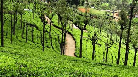 Ooty Tour Packages – Explore the Beauty of the Queen of Hills - Image 2