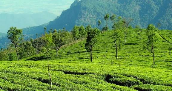 Ooty Tour Packages – Explore the Beauty of the Queen of Hills - Image 3