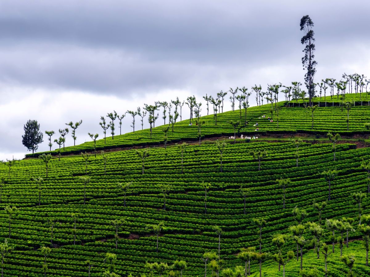 Ooty Tour Packages – Explore the Beauty of the Queen of Hills - Image 4